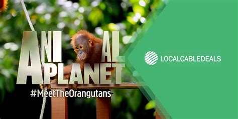 animal planet optimum channel